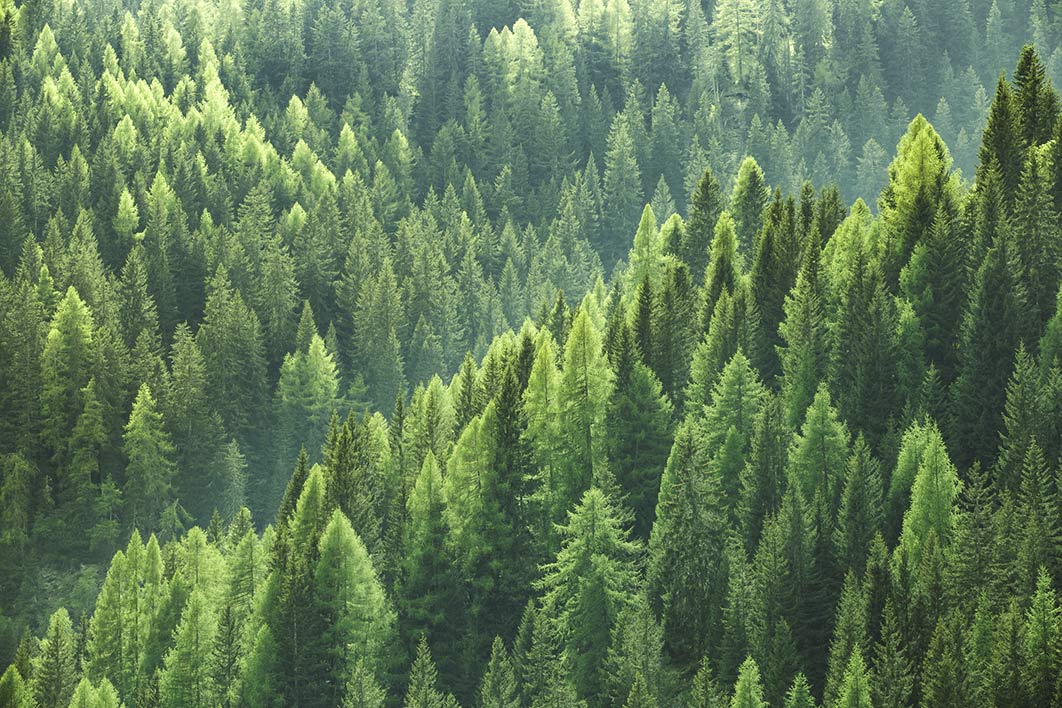 New forrest Appear comp