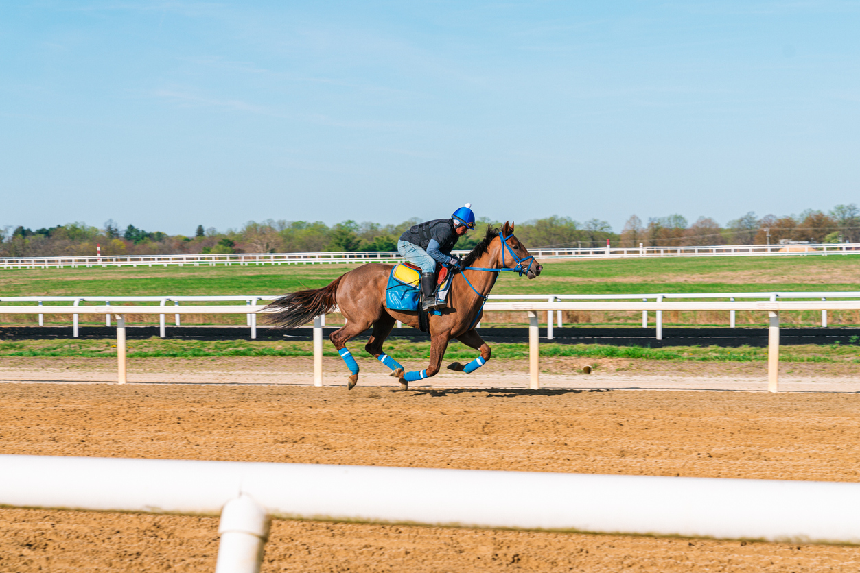 Racehorse in training on the track